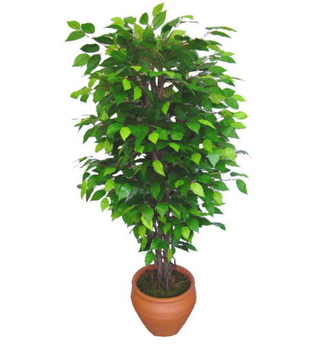 Ficus Benjamin 1,50 cm   Ardahan anneler gn iek yolla 