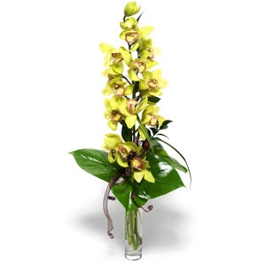  Ardahan nternetten iek siparii  cam vazo ierisinde tek dal canli orkide