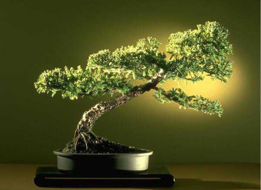 ithal bonsai saksi iegi  Ardahan ieki maazas 