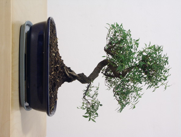 ithal bonsai saksi iegi  Ardahan iek siparii vermek 