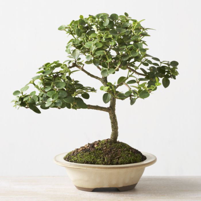ithal bonsai saksi iegi  Ardahan iek online iek siparii 