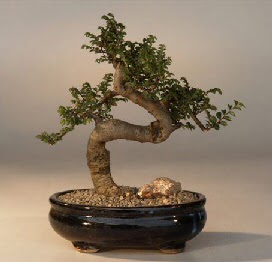 ithal bonsai saksi iegi  Ardahan 14 ubat sevgililer gn iek 
