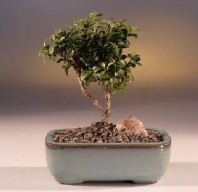  Ardahan iek yolla  ithal bonsai saksi iegi  Ardahan internetten iek sat 