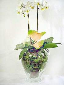  Ardahan iek sat  Cam yada mika vazoda zel orkideler