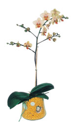  Ardahan online iek gnderme sipari  Phalaenopsis Orkide ithal kalite