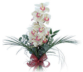  Ardahan iek siparii sitesi  Dal orkide ithal iyi kalite