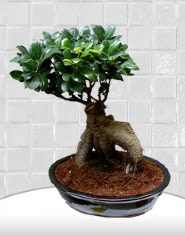 saks iei japon aac bonsai  Ardahan kaliteli taze ve ucuz iekler 