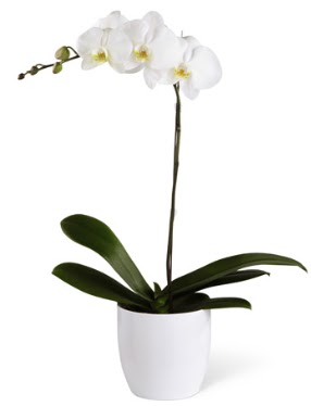 1 dall beyaz orkide  Ardahan 14 ubat sevgililer gn iek 
