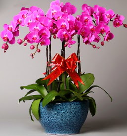 7 dall mor orkide  Ardahan iek online iek siparii 