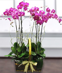 4 dall mor orkide  Ardahan gvenli kaliteli hzl iek 