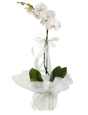 1 dal beyaz orkide iei  Ardahan iek siparii vermek 