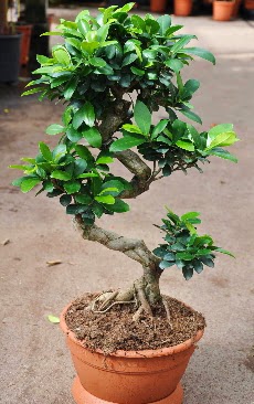 Orta boy bonsai saks bitkisi  Ardahan internetten iek siparii 