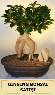 thal Ginseng bonsai sat japon aac  Ardahan iek siparii sitesi 