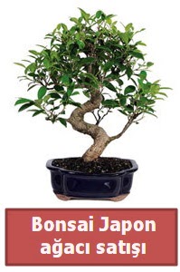 Japon aac bonsai sat  Ardahan iek siparii sitesi 