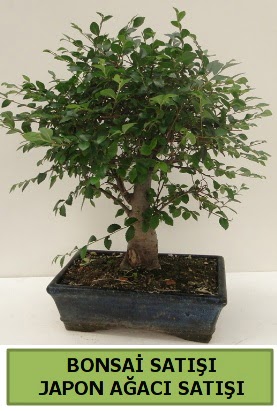 Minyatr bonsai japon aac sat  Ardahan iek gnderme sitemiz gvenlidir 