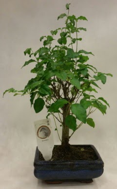Minyatr bonsai japon aac sat  Ardahan ieki telefonlar 