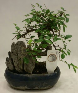 thal 1.ci kalite bonsai japon aac  Ardahan iek sat 