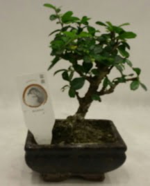 Kk minyatr bonsai japon aac  Ardahan iek gnderme 