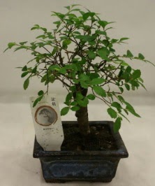 Minyatr ithal japon aac bonsai bitkisi  Ardahan iek sat 