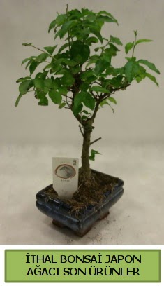 thal bonsai japon aac bitkisi  Ardahan hediye sevgilime hediye iek 