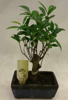 Japon aac bonsai bitkisi sat  Ardahan ieki telefonlar 