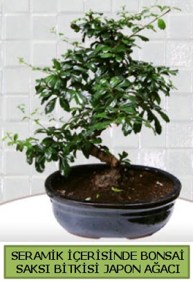 Seramik vazoda bonsai japon aac bitkisi  Ardahan iek siparii sitesi 