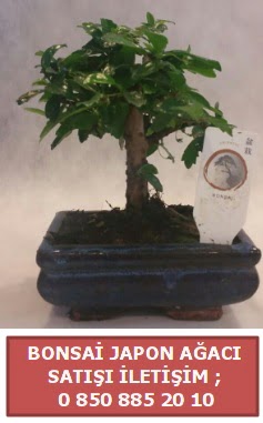 Japon aac minyar bonsai sat  Ardahan iek sat 