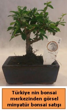 Japon aac bonsai sat ithal grsel  Ardahan iek yolla 