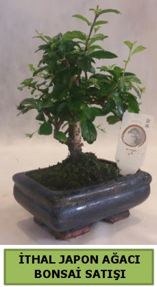 thal japon aac bonsai bitkisi sat  Ardahan ieki telefonlar 
