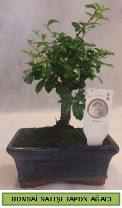 Minyatr bonsai aac sat  Ardahan iek gnderme 