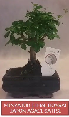 Kk grsel bonsai japon aac bitkisi  Ardahan iek , ieki , iekilik 