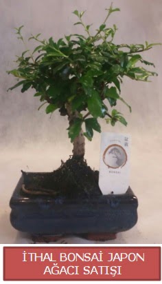 thal kk boy minyatr bonsai aa bitkisi  Ardahan ieki telefonlar 