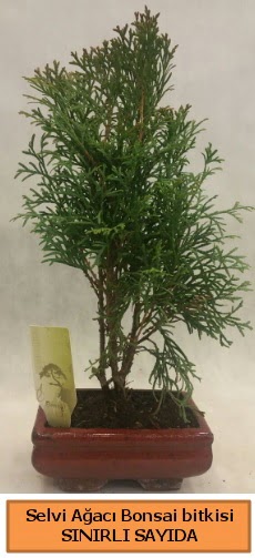 Selvi aac bonsai japon aac bitkisi  Ardahan iek sat 