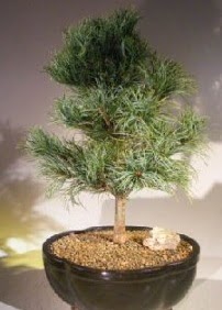 am aac bonsai bitkisi sat  Ardahan ucuz iek gnder 