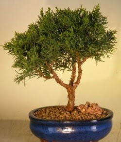 Servi am bonsai japon aac bitkisi  Ardahan iek yolla 