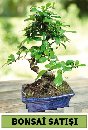 am bonsai japon aac sat  Ardahan iek sat 