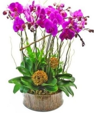 Ahap ktkte lila mor orkide 8 li  Ardahan internetten iek sat 