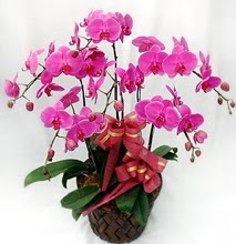 Sepet ierisinde 5 dall lila orkide  Ardahan ucuz iek gnder 