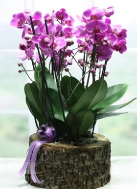Ktk ierisinde 6 dall mor orkide  Ardahan ucuz iek gnder 