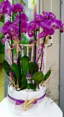 Seramik vazoda 4 dall mor lila orkide  Ardahan online iek gnderme sipari 
