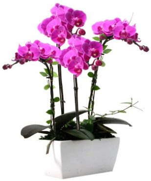 Seramik vazo ierisinde 4 dall mor orkide  Ardahan iek sat 
