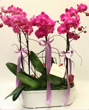 Beyaz seramik ierisinde 4 dall orkide  Ardahan ucuz iek gnder 