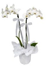2 dall beyaz orkide  Ardahan gvenli kaliteli hzl iek 