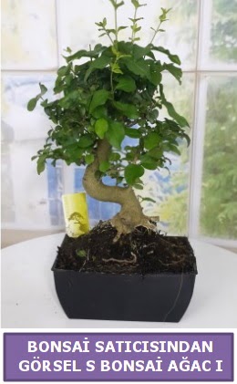 S dal erilii bonsai japon aac  Ardahan iek sat 