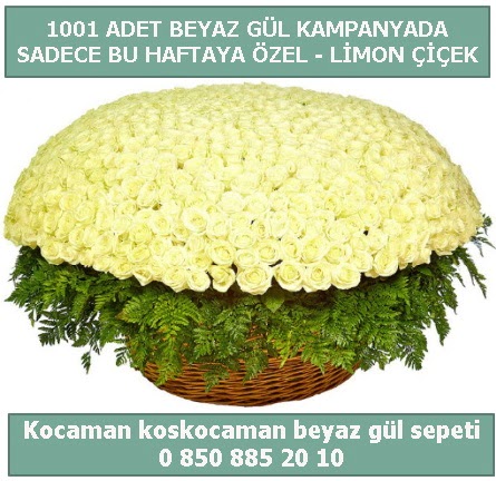 1001 adet beyaz gül sepeti özel kampanyada  Ardahan çiçek gönderme sitemiz güvenlidir 