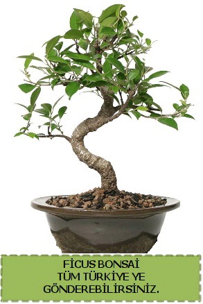 Ficus bonsai  Ardahan iek gnderme sitemiz gvenlidir 