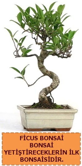 Ficus bonsai 15 ile 25 cm arasndadr  Ardahan iek yolla 
