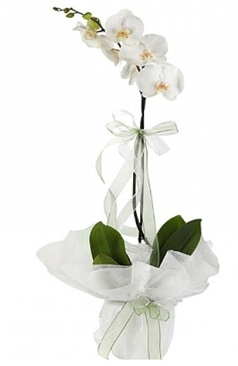 Tekli Beyaz Orkide  Ardahan hediye iek yolla 
