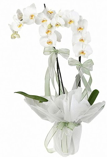 ift Dall Beyaz Orkide  Ardahan anneler gn iek yolla 
