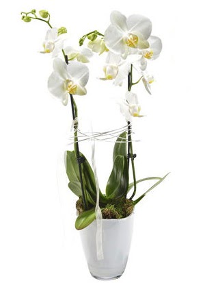 2 dall beyaz seramik beyaz orkide sakss  Ardahan iek gnderme sitemiz gvenlidir 